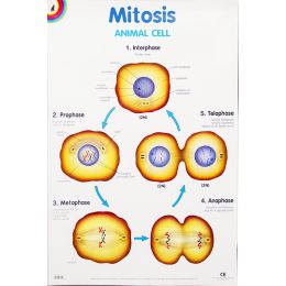 Poster - Mitosis