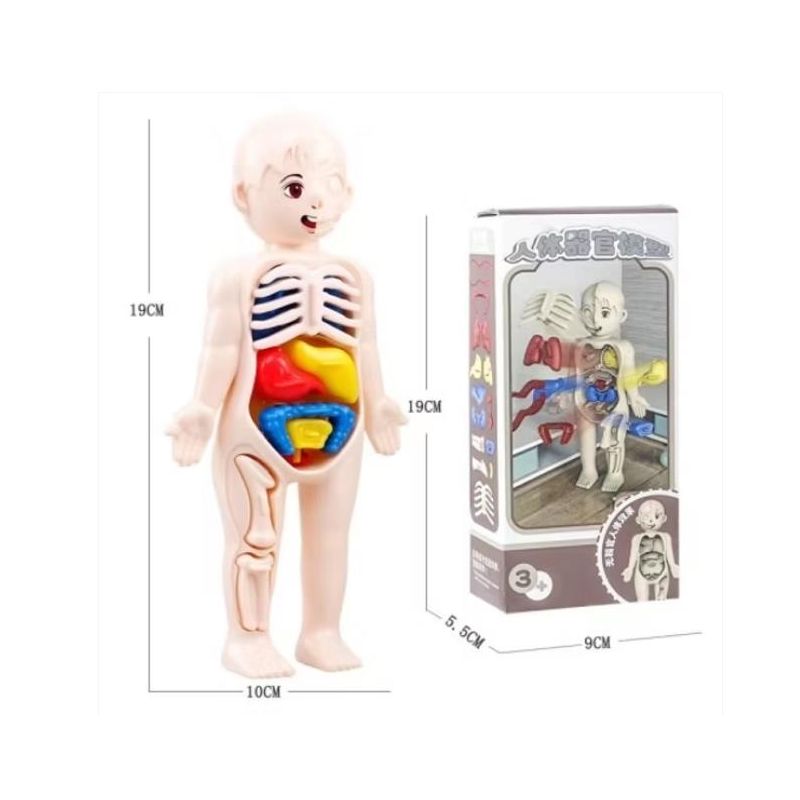 Human Anatomy Model (19cm) Mini Manikin