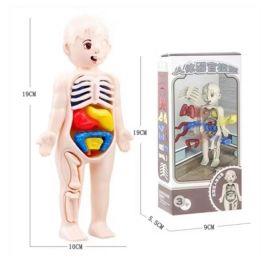 Human Anatomy Model (19cm)...
