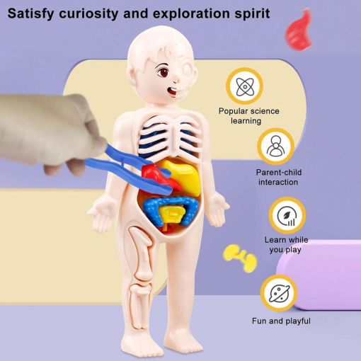 Human Anatomy Model (19cm) Mini Manikin