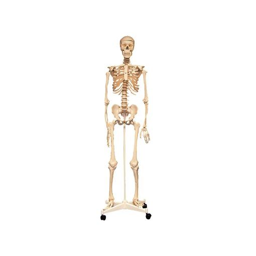 Human Skeleton With Stand (160cm)