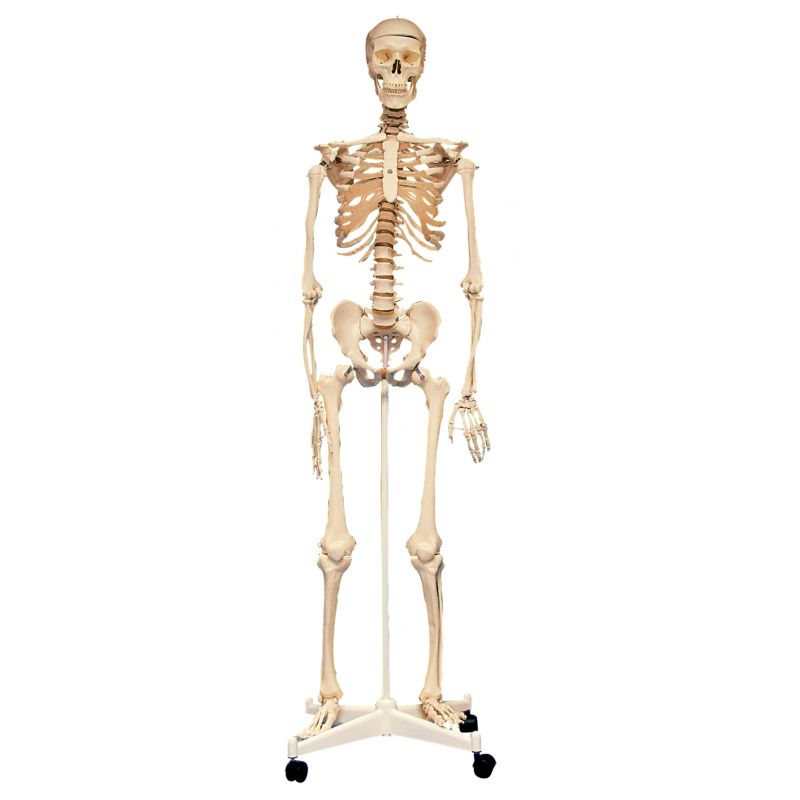 Human Skeleton With Stand (160cm)