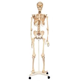 Human Skeleton With Stand...