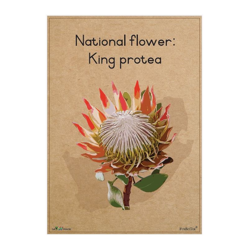 Poster - SA National Flower - King Protea (A2)