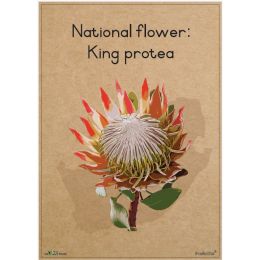 Poster - SA National Flower...