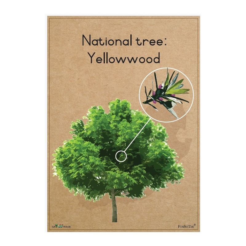 Poster - SA National Tree - Yellowwood (A2)