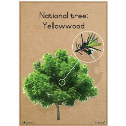 Poster - SA National Tree -...