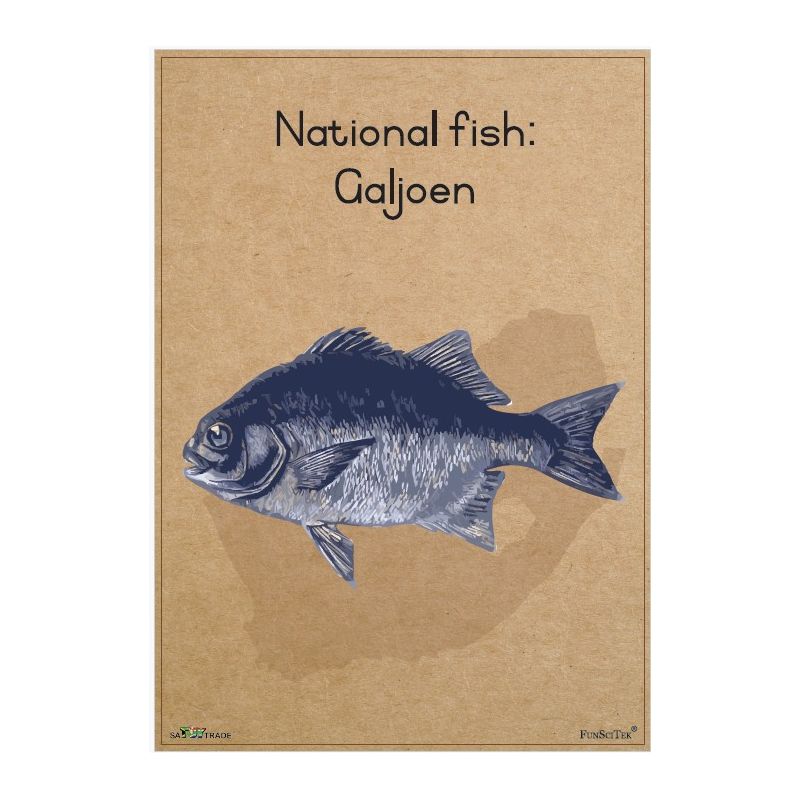 Poster - SA National Fish - Galjoen (A2)