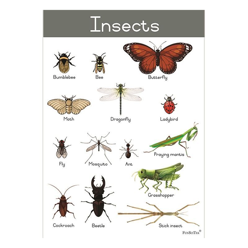 Poster - Insects (A2)