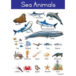 Poster - Sea Animals (A2)
