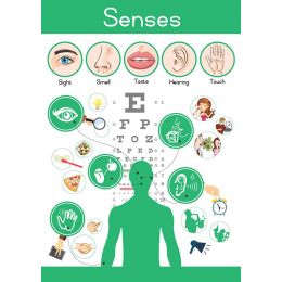 Poster - Senses - Senior (A2)