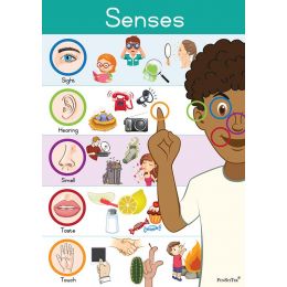 Poster - Senses - Junior (A2)