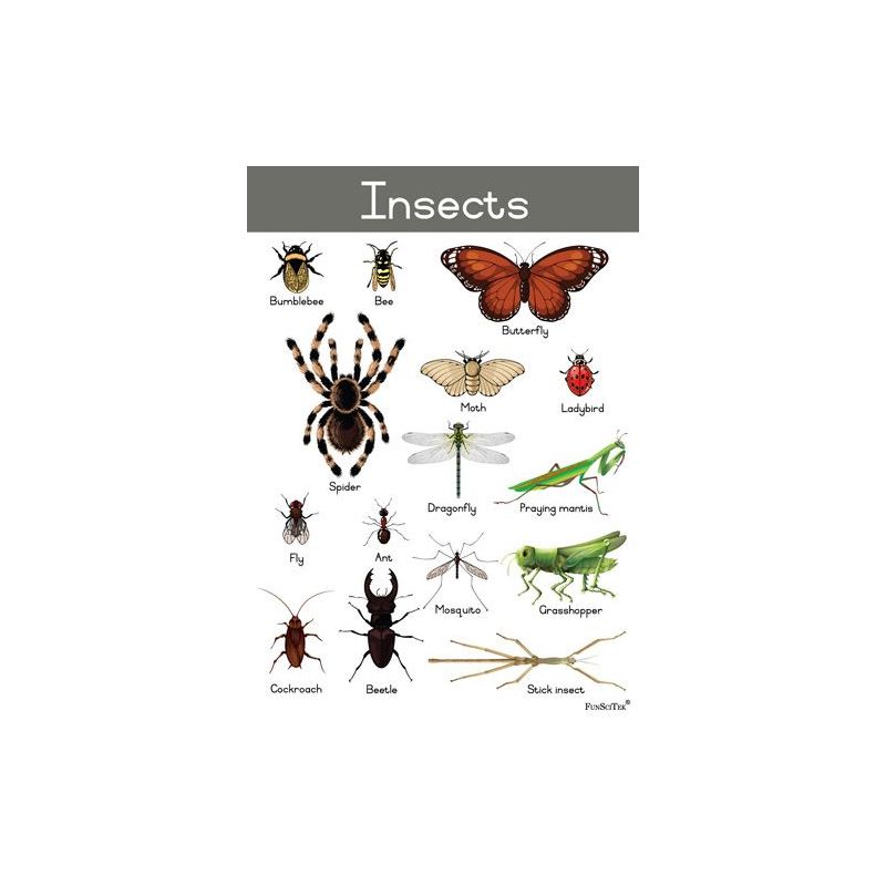 Poster Set - Assorted-Special - ENG (14pc)