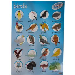 Birds - Poster