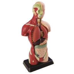 Human Anatomy Model (8pc) 27cm