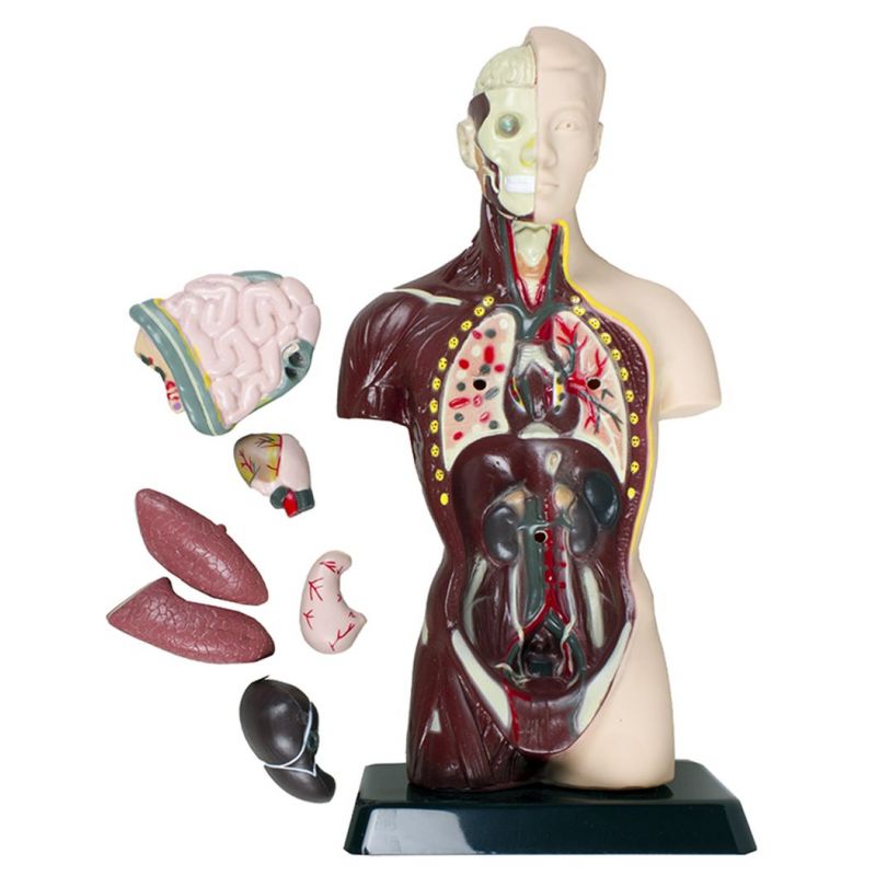 Human Anatomy Model (8pc) 27cm