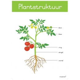 Poster - Plantstruktuur (A2)