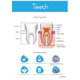 Poster - Teeth (A2)