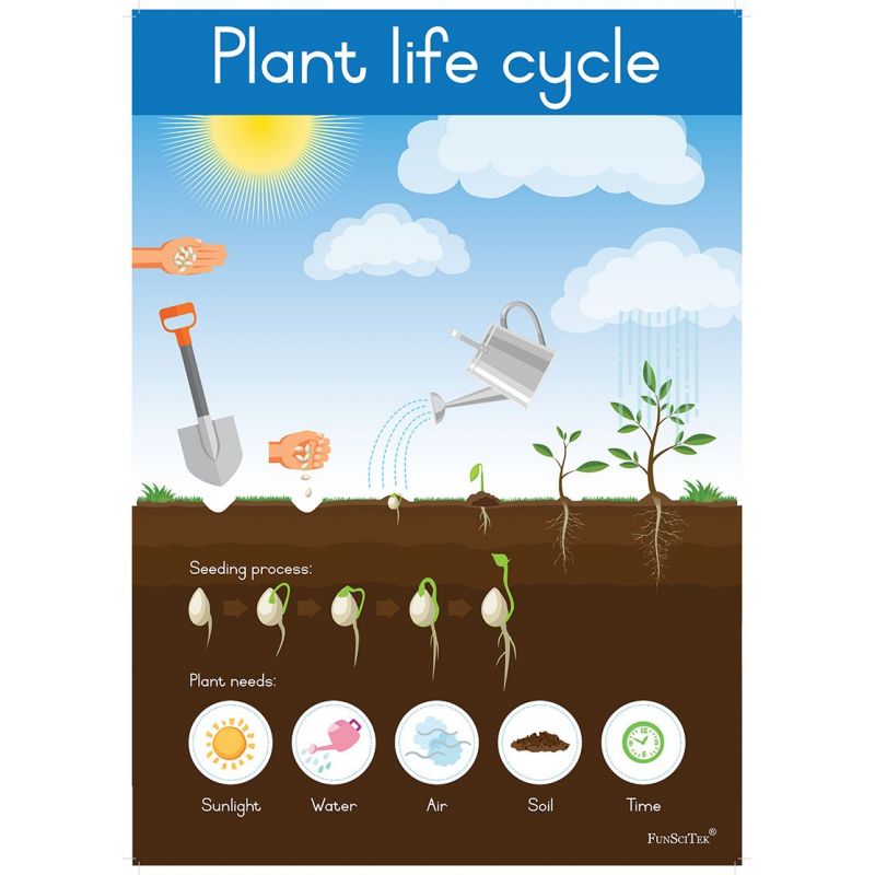 Poster - Plant Life Cycle (A2)