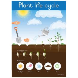 Poster - Plants and Seeds (Life Cycle) (A2)