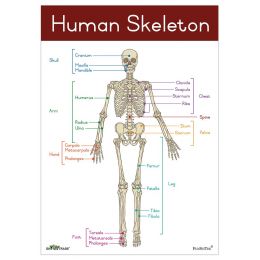 Poster - Skeleton (A2)