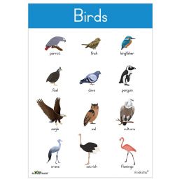 Poster - Birds (A2)