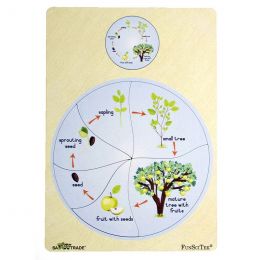 PZ Wood Frame - A4 6pc - Tree Life Cycle (SP)
