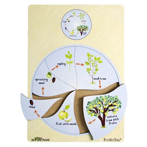 PZ Wood Frame - A4 6pc - Tree Life Cycle (SP)