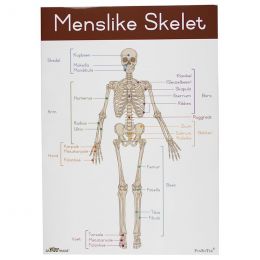 Poster - Skeleton (A2) Menslike Geraamte / Skelet