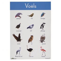 Poster -  Voëls (A2) - Birds (Afrikaans)