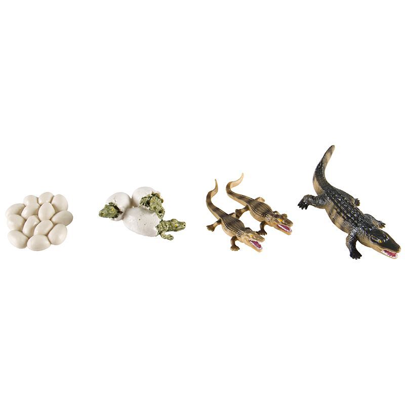 Life Cycle Objects - Crocodile 4pc